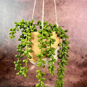 Hanging pottery planters shown with succulents. hanging planter Thrown in speckled buff clay and angle dipped glazed in speckled white. planters are strung with hemp twine and have NO drainage hole. Wheel thrown and handcrafted at Fern Street Pottery
