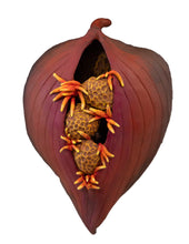 Load image into Gallery viewer, Close-up of a an artist rendition of a sculpted seedpod with stamens on a white background