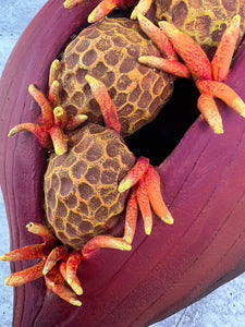 detail shot of seedpod sculpture, red heart spikes and seeds