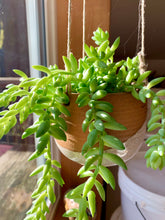 Load image into Gallery viewer, A hanging planter on display in the fern street pottery studio, with burro plants. shown in red clay with speckled white glaze.