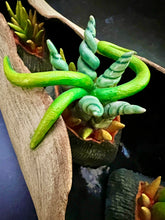 Load image into Gallery viewer, detail image of my Seed Pod Sculpture, Pods within Pod. Sculpted from stoneware it shows the outer husk around the inner blooming seed pods which are rich and vibrant in color, coming to life.