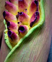 Load image into Gallery viewer, closeup image of a seedpod sculpture by meredith chernick of fern street pottery. the sculpture is made of porcelain and cold finished in bright colors with smooth hombre blends. this sculpture depicts  a seedpod&#39;s husk with small protrusions emerging from within.